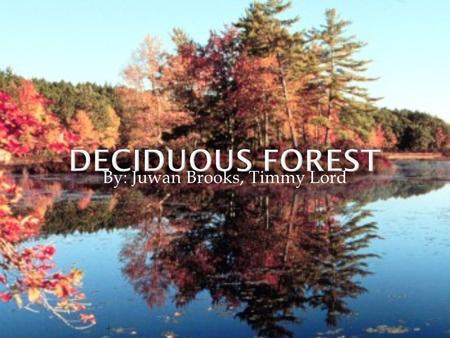 By: Juwan Brooks, Timmy Lord.  Deciduous forests can be found in the eastern half of North America, and the middle of Europe.  There are many deciduous.