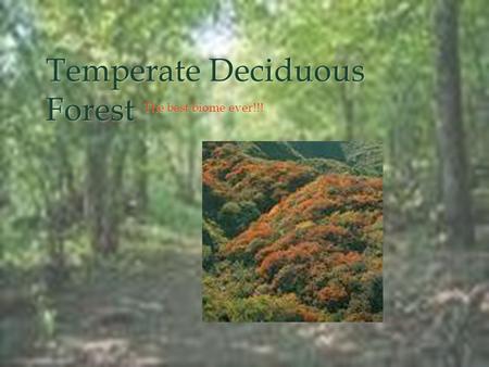 Temperate Deciduous Forest The best biome ever!!!.