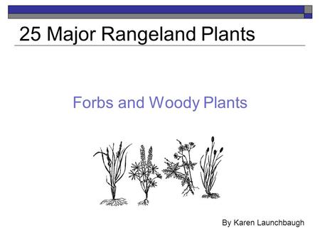 Forbs and Woody Plants 25 Major Rangeland Plants By Karen Launchbaugh.