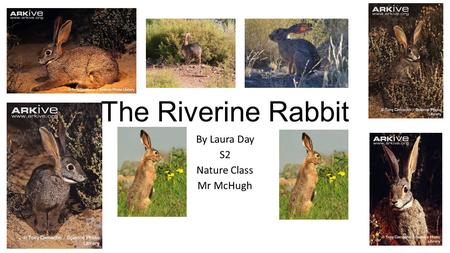 The Riverine Rabbit By Laura Day S2 Nature Class Mr McHugh.