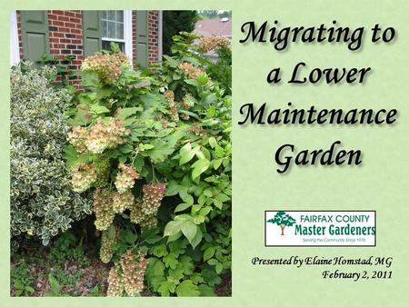 Migrating to a Lower Maintenance Garden Presented by Elaine Homstad, MG February 2, 2011.