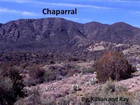 Chaparral By: Killian and Ray.