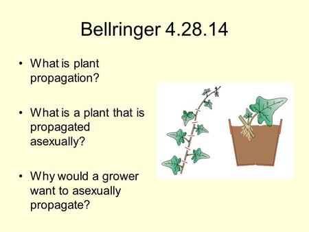 Bellringer What is plant propagation?