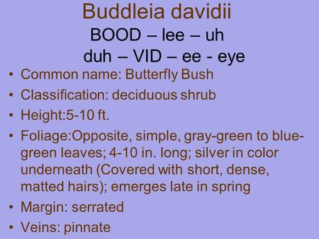 Buddleia davidii BOOD – lee – uh duh – VID – ee - eye Common name: Butterfly Bush Classification: deciduous shrub Height:5-10 ft. Foliage:Opposite, simple,