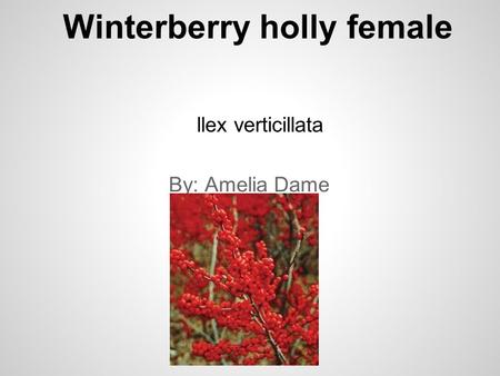 Winterberry holly female llex verticillata By: Amelia Dame.
