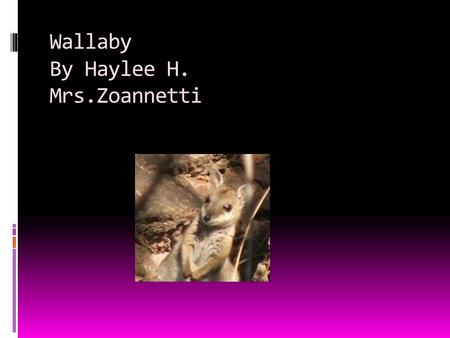 Wallaby By Haylee H. Mrs.Zoannetti Appearance  They look like mini kangaroos  Baby wallabies look like little bunnies.