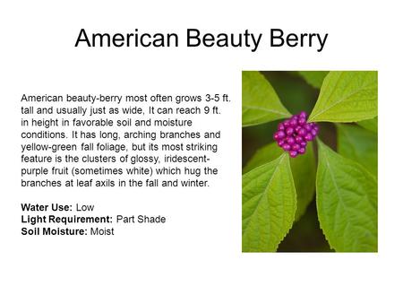American Beauty Berry American beauty-berry most often grows 3-5 ft. tall and usually just as wide, It can reach 9 ft. in height in favorable soil and.