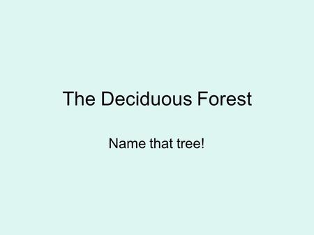 The Deciduous Forest Name that tree!. Forest layers.