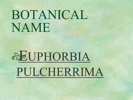 BOTANICAL NAME  E UPHORBIA PULCHERRIMA PRONUNCIATION  you - FOR - bee - ah pull - CARE - im - ah.
