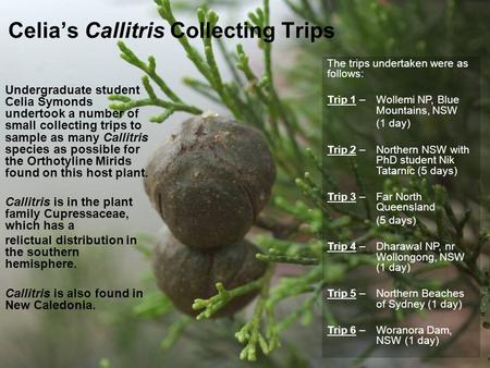 Celia’s Callitris Collecting Trips Undergraduate student Celia Symonds undertook a number of small collecting trips to sample as many Callitris species.