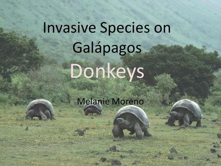 Invasive Species on Galápagos Donkeys