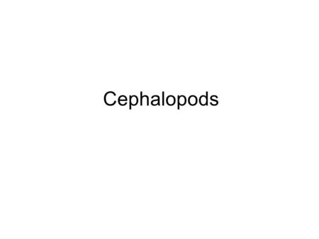 Cephalopods. Cephalopods History appeared some time in the late Cambrian several million years before the first primitive fish began swimming in the ocean.