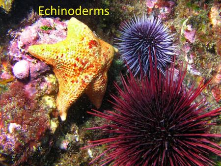 Echinoderms.