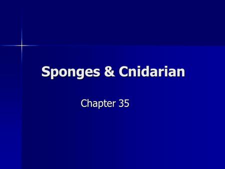 Sponges & Cnidarian Chapter 35.