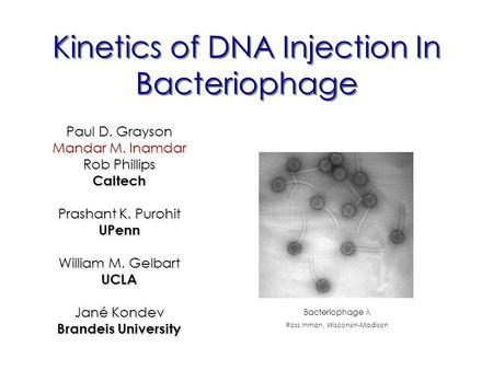 Kinetics of DNA Injection In Bacteriophage Paul D. Grayson Mandar M. Inamdar Rob Phillips Caltech Prashant K. Purohit UPenn William M. Gelbart UCLA Jané.