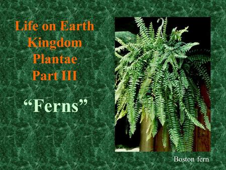 Life on Earth Kingdom Plantae Part III