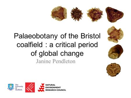 Palaeobotany of the Bristol coalfield : a critical period of global change Janine Pendleton.