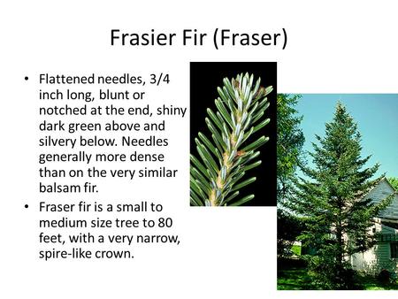 Frasier Fir (Fraser) Flattened needles, 3/4 inch long, blunt or notched at the end, shiny dark green above and silvery below. Needles generally more dense.