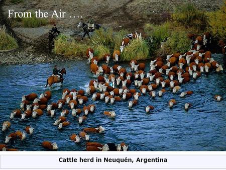 Cattle herd in Neuquén, Argentina From the Air ….