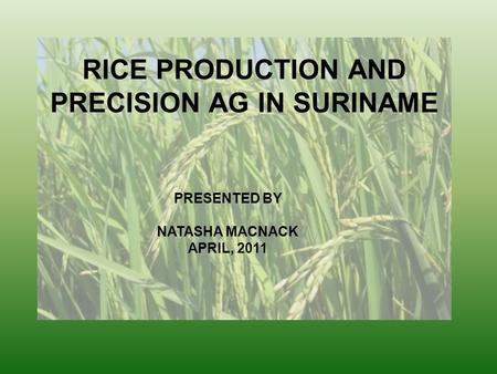 RICE PRODUCTION AND PRECISION AG IN SURINAME PRESENTED BY NATASHA MACNACK APRIL, 2011.