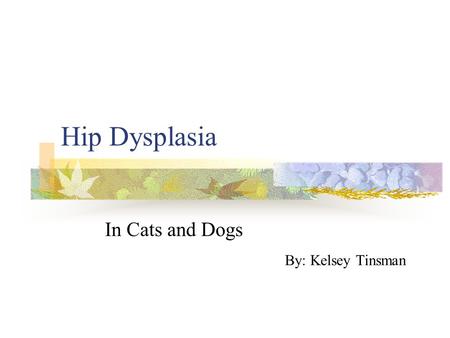 Hip Dysplasia In Cats and Dogs By: Kelsey Tinsman.