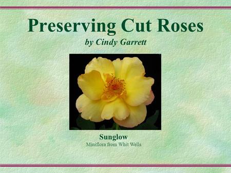 Preserving Cut Roses by Cindy Garrett Sunglow Miniflora from Whit Wells.