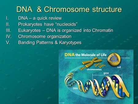 DNA & Chromosome structure I.DNA – a quick review II.Prokaryotes have “nucleoids” III.Eukaryotes – DNA is organized into Chromatin IV.Chromosome organization.
