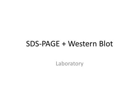 SDS-PAGE + Western Blot