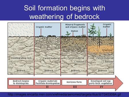Soil formation begins with weathering of bedrock