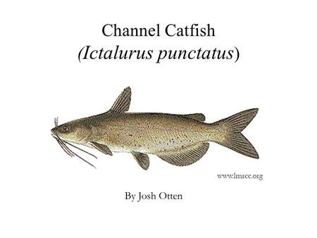 Channel Catfish ( Ictalurus punctatus ) By Josh Otten www.lmrcc.org.