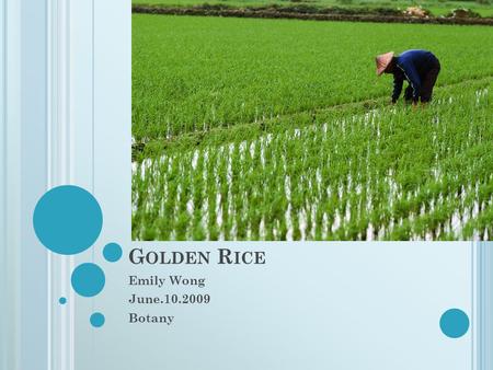 G OLDEN R ICE Emily Wong June.10.2009 Botany. Golden rice is a variety of Oryza sativa rice produced from genetic engineering Biofortification-noun. The.