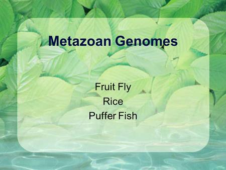 Metazoan Genomes Fruit Fly Rice Puffer Fish. Drosophila melanogaster Fruit fly mutants have been studied for nearly 100 years. Fly labs have used phenotypes.