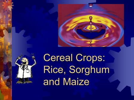 Cereal Crops: Rice, Sorghum and Maize