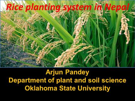 Rice planting system in Nepal Arjun Pandey Department of plant and soil science Oklahoma State University.