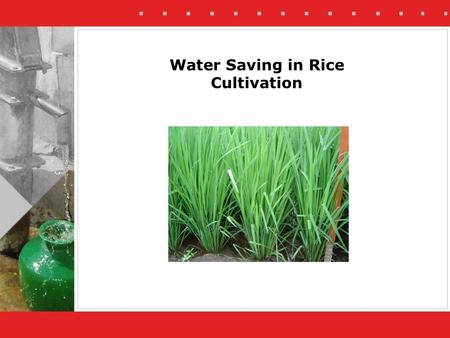 Water Saving in Rice Cultivation. Rice is a water intensive crop. Preferably it is not grown in areas with scarce groundwater resources It remains popular.