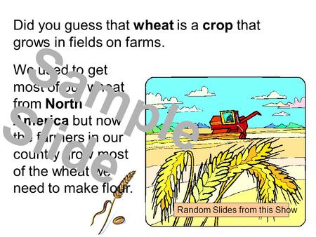 Did you guess that wheat is a crop that grows in fields on farms. We used to get most of our wheat from North America but now the farmers in our country.