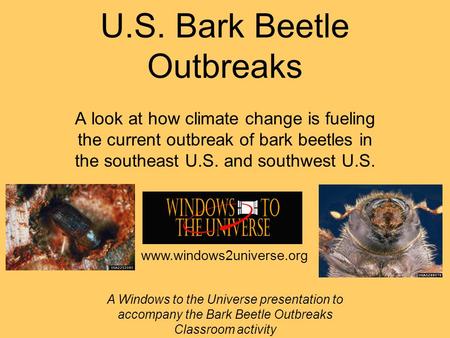 U.S. Bark Beetle Outbreaks A look at how climate change is fueling the current outbreak of bark beetles in the southeast U.S. and southwest U.S. A Windows.