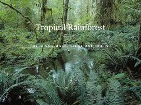 BY BLAKE, JACK, RICKY AND BELLA Tropical Rainforest.