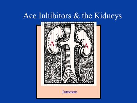 Ace Inhibitors & the Kidneys A A Jameson. Afferent Efferent.