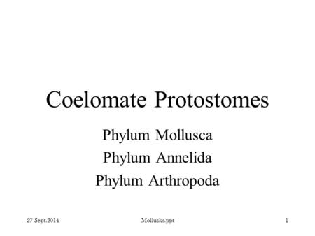 Coelomate Protostomes