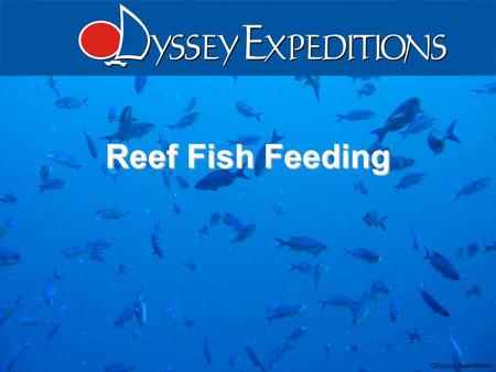 1 Odyssey Expeditions – Reef Fish Feeding Odyssey Expeditions Reef Fish Feeding.