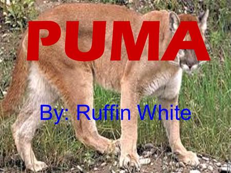 PUMA By: Ruffin White. VIDEO Click HEREHERE Physical traits It has sharp teeth and sharp claws to defend them selves from predators.