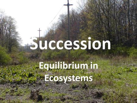 Equilibrium in Ecosystems