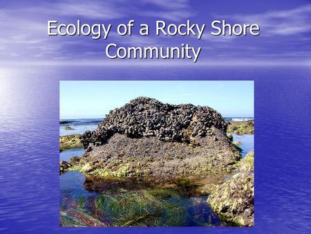 Ecology of a Rocky Shore Community. Zones of Life along a Rocky Shore Why are some animals and plants located in special zones and not all over? Why are.