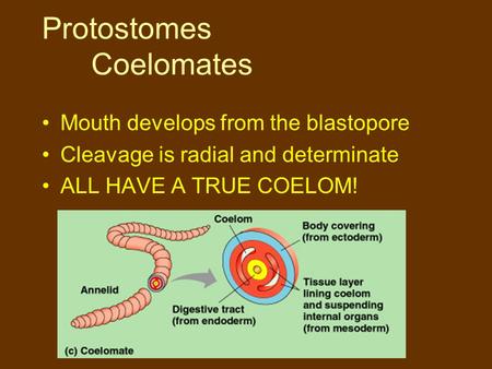 Protostomes Coelomates Mouth develops from the blastopore Cleavage is radial and determinate ALL HAVE A TRUE COELOM!