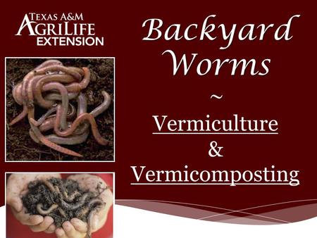 Backyard Worms ~ Backyard Worms ~ Vermiculture & Vermicomposting.