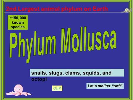 Phylum Mollusca 2nd Largest animal phylum on Earth