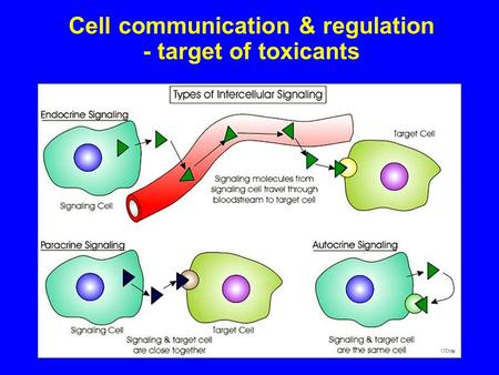 Cell communication & regulation - target of toxicants.