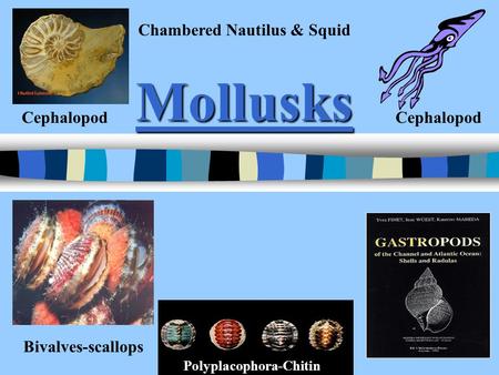 Mollusks Bivalves-scallops Cephalopod Chambered Nautilus & Squid Polyplacophora-Chitin.