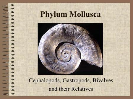 Cephalopods, Gastropods, Bivalves and their Relatives